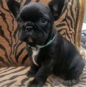 Photo №2 to announcement № 123623 for the sale of french bulldog - buy in United Kingdom private announcement