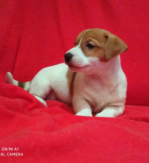 Additional photos: Kennel RKF / FCI offers charming puppies Jack Russell Terrier. Girls, Dr.