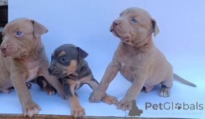 Photo №2 to announcement № 175429 for the sale of bull terrier - buy in Serbia 
