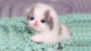 Photo №3. Persian Kittens. Germany