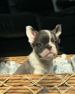 Photo №2 to announcement № 150644 for the sale of  - buy in Germany from the shelter, breeder