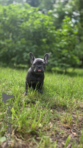 Photo №3. French bulldog blue color. Russian Federation