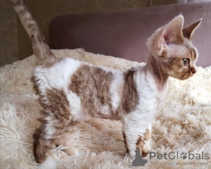 Photo №1. devon rex - for sale in the city of Swellendam Local Municipality | 340$ | Announcement № 111727