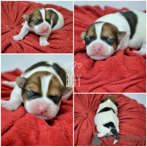 Photo №3. Booking Jack Russell puppies from the kennel for May-June. Belarus