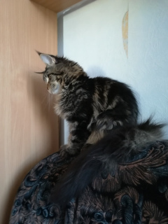 Photo №1. maine coon - for sale in the city of Yekaterinburg | negotiated | Announcement № 1463