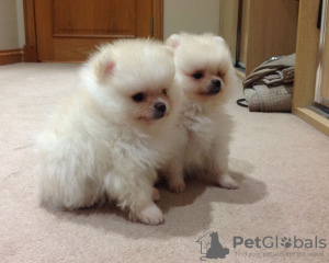 Photo №2 to announcement № 85905 for the sale of pomeranian - buy in Malta private announcement