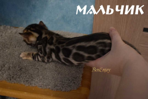 Photo №1. bengal cat - for sale in the city of Колпино | 922$ | Announcement № 5614