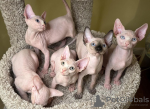 Photo №2 to announcement № 119981 for the sale of sphynx cat - buy in Germany private announcement