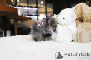Photo №1. pomeranian - for sale in the city of Augusta | Is free | Announcement № 154282