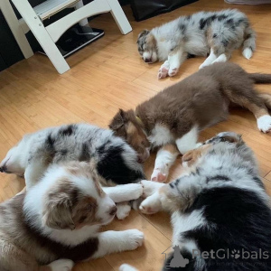 Photo №3. Adorable puppies for sale. Germany