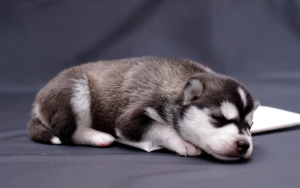 Photo №1. siberian husky - for sale in the city of Lipetsk | 47$ | Announcement № 4152