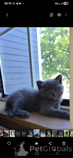 Photo №2 to announcement № 145318 for the sale of scottish straight - buy in United States private announcement