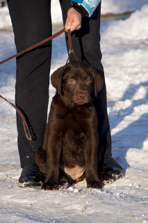 Photo №1. labrador retriever - for sale in the city of Barnaul | 333$ | Announcement № 5042