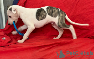 Additional photos: Whippet