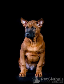 Photo №1. thai ridgeback - for sale in the city of Penza | 460$ | Announcement № 9926
