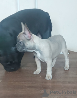 Photo №2 to announcement № 17873 for the sale of french bulldog - buy in Ukraine private announcement