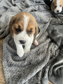 Photo №2 to announcement № 143136 for the sale of german spitz - buy in United States private announcement