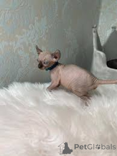 Photo №3. Sphynx kittens te koop. Belgium