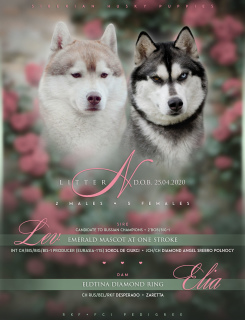 Photo №1. siberian husky - for sale in the city of Bryansk | negotiated | Announcement № 6643