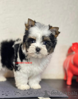 Photo №2 to announcement № 93594 for the sale of beaver yorkshire terrier - buy in Ukraine private announcement, from nursery