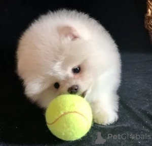 Additional photos: Pomerania for sale