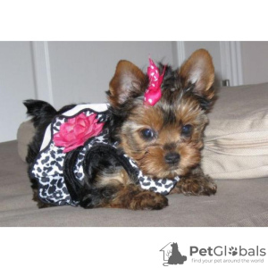 Photo №1. yorkshire terrier - for sale in the city of Varna | negotiated | Announcement № 54812