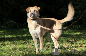 Photo №4. I will sell non-pedigree dogs in the city of Moscow river.  - price - Is free