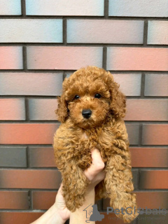 Photo №1. poodle (toy) - for sale in the city of Porto | Is free | Announcement № 123076