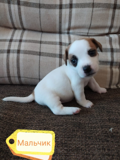 Photo №2 to announcement № 6179 for the sale of jack russell terrier - buy in Russian Federation private announcement