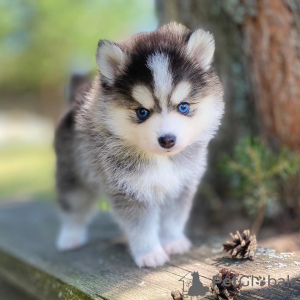 Photo №3. POMERANIAN MINI HUSKY - POMSKY. Germany