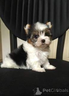 Photo №3. Beaver York Super mini. Turkey