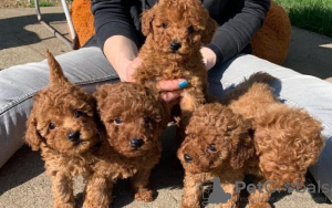 Photo №1. poodle (toy) - for sale in the city of Essen | Is free | Announcement № 83078