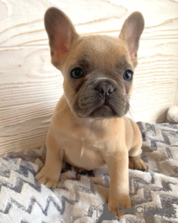 Photo №1. french bulldog - for sale in the city of Amsterdamscheveld | 229$ | Announcement № 19662