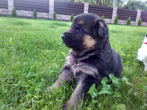 Photo №3. Very large and bold pups of the German Shepherd are preparing for the reserve.. Belarus