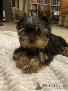 Photo №2 to announcement № 127767 for the sale of yorkshire terrier - buy in Serbia 