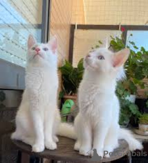 Photo №1. turkish angora - for sale in the city of Vienna | 516$ | Announcement № 163459
