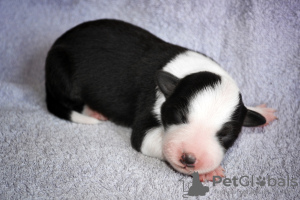 Photo №4. I will sell border collie in the city of Москва. breeder - price - 1065$