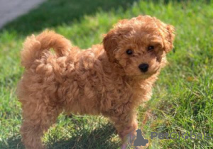 Photo №1. poodle (dwarf) - for sale in the city of Äkäslompolo | Is free | Announcement № 128391