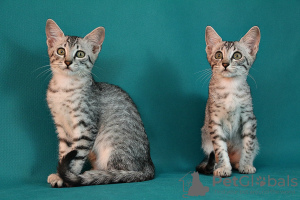Photo №2 to announcement № 7483 for the sale of egyptian mau - buy in Russian Federation from nursery