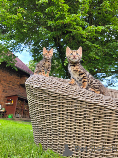 Photo №4. I will sell bengal cat in the city of Munich. breeder - price - negotiated