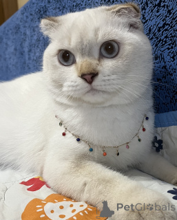 Photo №2. Mating service scottish foldnon-pedigree dogs. Price - 100$