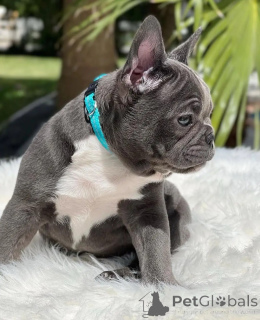 Photo №2 to announcement № 154944 for the sale of french bulldog - buy in Germany breeder
