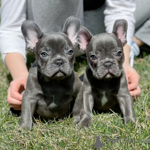 Photo №1. french bulldog - for sale in the city of Romeno | negotiated | Announcement № 166207