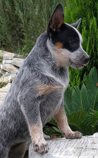 Photo №4. I will sell australian cattle dog in the city of Москва. breeder - price - Negotiated