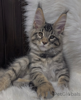 Photo №1. maine coon - for sale in the city of Bellaire | 550$ | Announcement № 161771