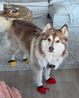 Photo №3. Soft as snow, warm as love. Finland