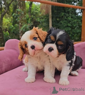 Photo №1. cavalier king charles spaniel - for sale in the city of Bilje | negotiated | Announcement № 175739