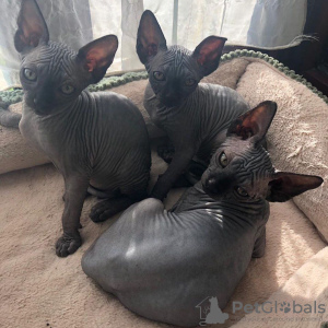 Photo №2 to announcement № 84185 for the sale of sphynx cat - buy in Finland private announcement