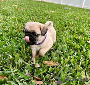 Photo №2 to announcement № 173386 for the sale of pug - buy in Czech Republic private announcement