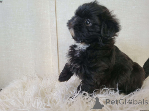 Photo №1. shih tzu - for sale in the city of Belfast | 593$ | Announcement № 137431